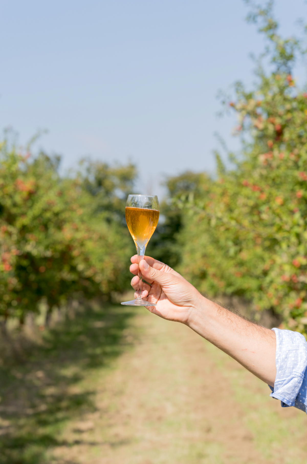 Schorle de pommes à cidre au Gingembre 33 cl